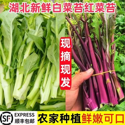 白菜苔红菜苔菜心好吃