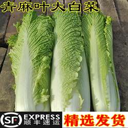 新鲜青麻叶细长大白菜天津青麻叶长筒5号白菜开锅烂绿叶蔬菜顺丰