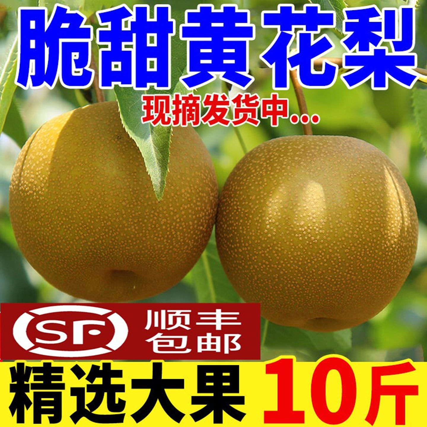 湖北黄花梨黄皮梨沙梨青皮梨顺丰