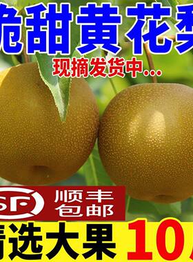 湖北黄花梨黄皮梨沙梨青皮梨顺丰