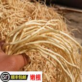 鱼腥草新鲜折耳根凉拌现挖嫩根野生节儿根2斤装 侧耳根新鲜鱼星草