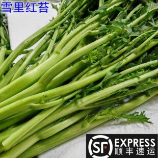 雪里红嫩苔冲菜尖青腊菜青菜苔pk芥菜开花酸菜现摘现发顺丰5 包邮