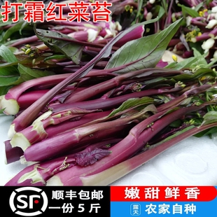 红菜苔新鲜湖北5斤包邮嫩洪山菜薹菜心打霜青菜现摘油菜紫菜台蔬