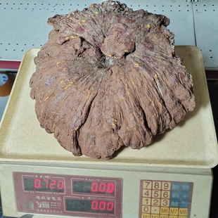 25年摘广西深山特大野生灵芝 整枝赤芝25厘米438元/朵