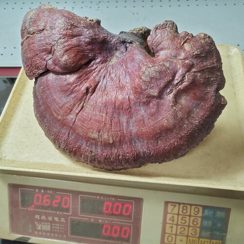 26年广西纯野生灵芝特大朵赤灵芝