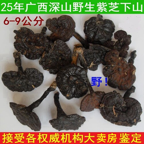 25年采摘广西深山纯野生紫芝