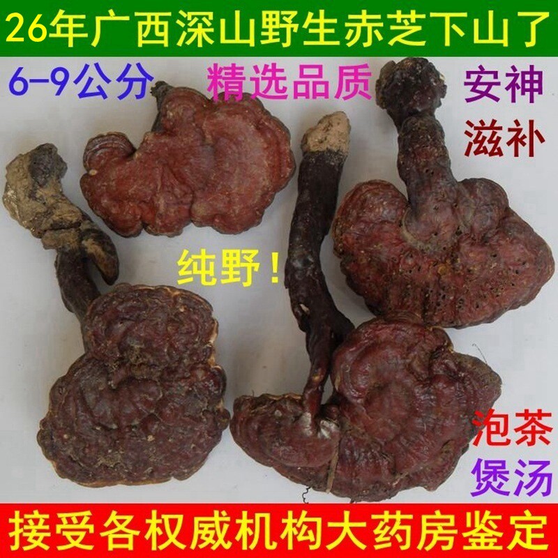 26年新摘特惠广西深山野生灵芝赤灵芝野生红芝泡茶6-9厘米