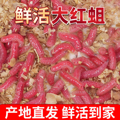 特大号鲜活体饵蛆肉蛆虫鲫鱼渔沁泉野钓红蛆虫活饵蛆牙子红虫溪流