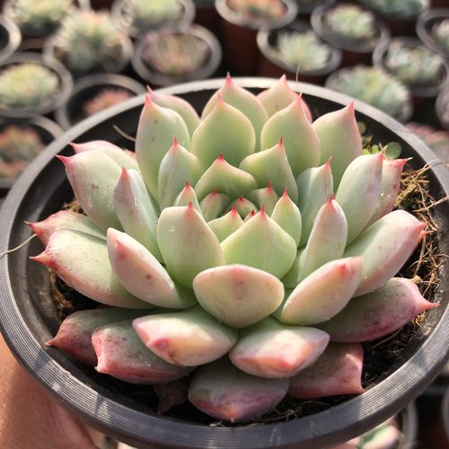 すぐ発送可能！ ご確認用 多肉植物 Echeveria 'Vincent Catto