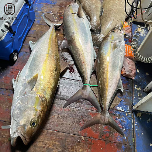 章红鱼红甘鱼鰤鱼刺身级非金枪鱼