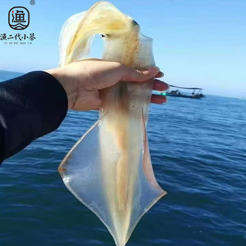 刺身级鲜冻枪鱿鱼