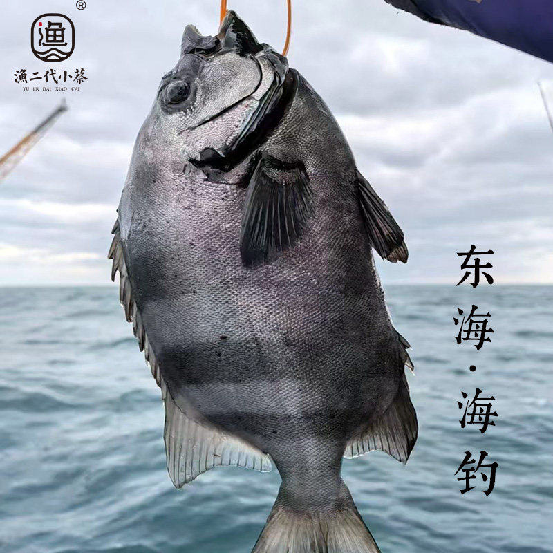 东海海钓石鲷鱼 刺身级 放血 当天冰鲜 拍前联系 询问有没钓到