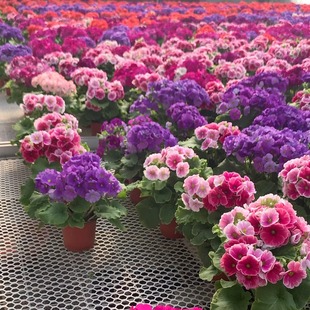 四季樱草盆栽植北方冬季耐寒羽叶报春彩云报春花卉阳台易养花期长