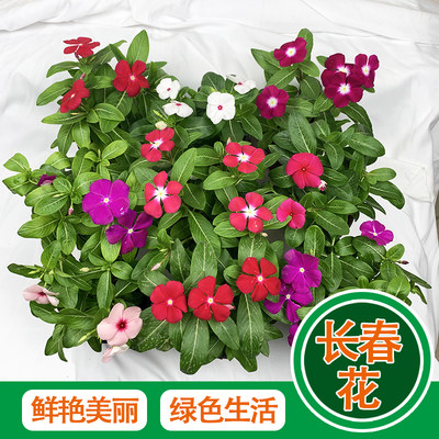 长春花阳台一年四季开花耐高温