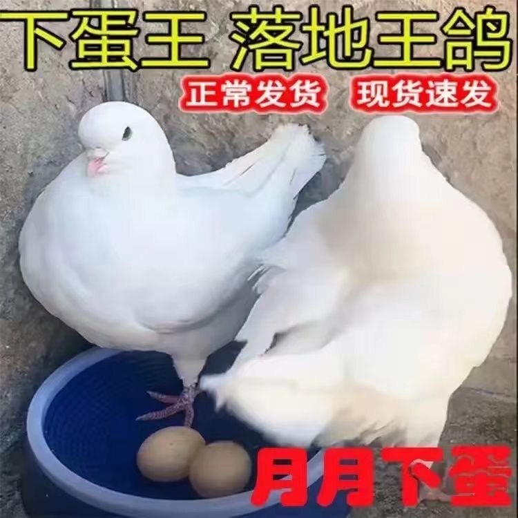 【蛋鸽】白羽王产蛋王活物一对肉鸽落地王种鸽青年鸽子活体下蛋