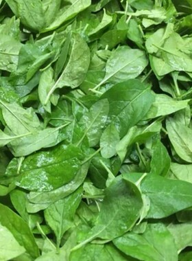 新鲜纯枸杞叶四季食用枸杞菜嫩叶子当天采摘农产品广东发货纯叶子