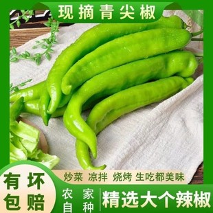 新鲜蔬菜现摘绿尖椒大青椒尖椒农家自种辣椒微辣蔬菜现货速发