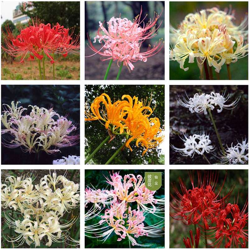 曼珠沙华种球包邮多少钱 曼珠沙华种球包邮优惠券免费领取 有条鱼