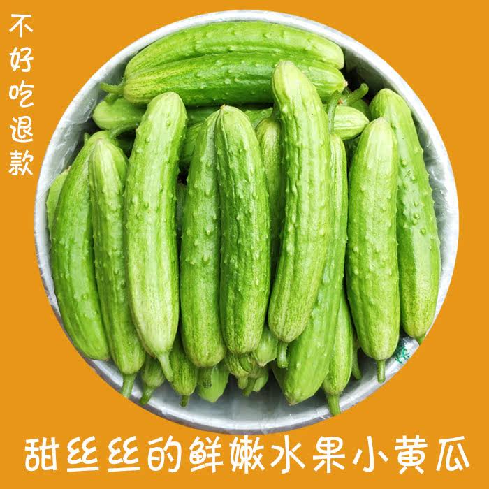 正宗白玉黄瓜海阳新鲜低糖水果孕妇生吃脆嫩当季现摘5斤净重顺丰图片