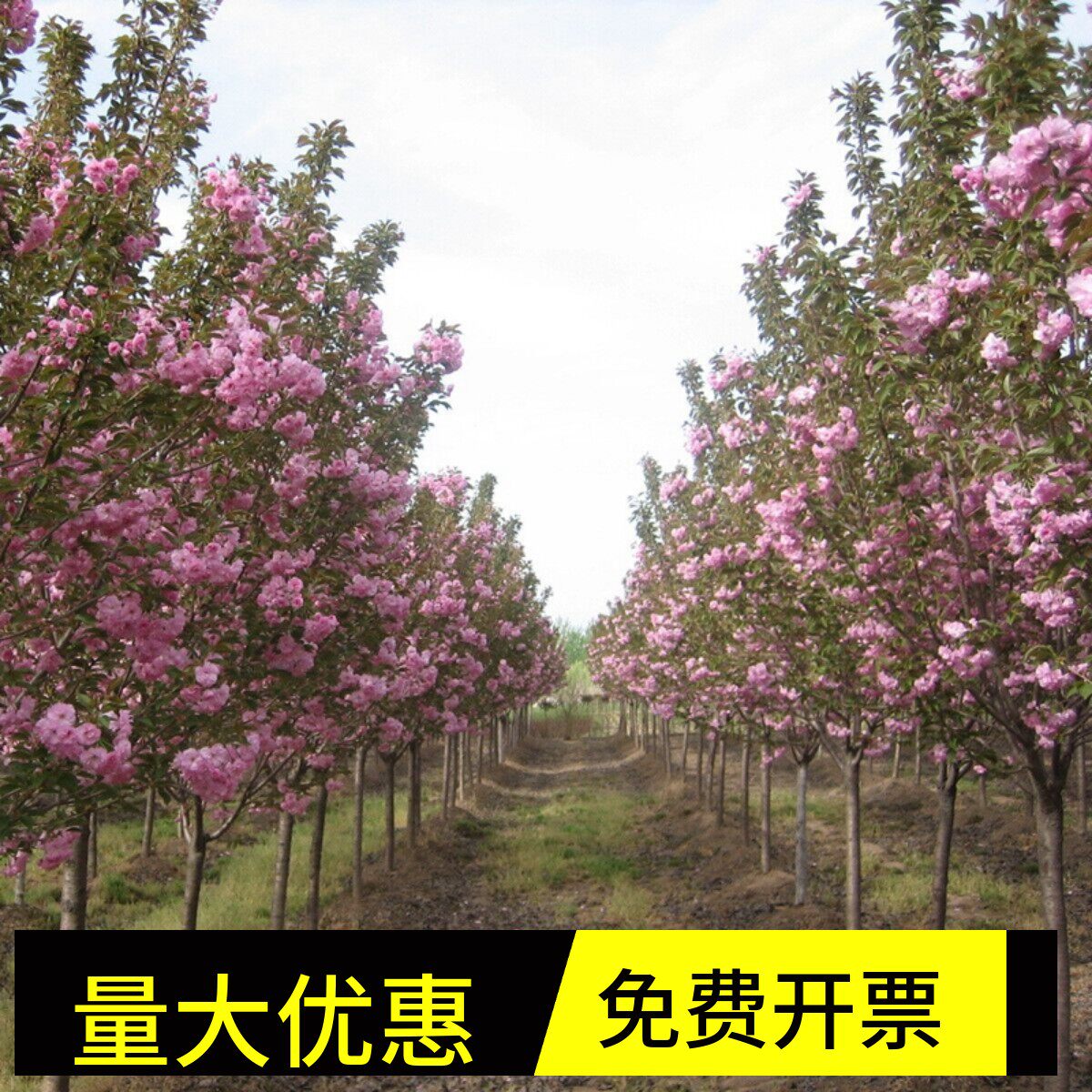 正品日本樱花树苗盆栽中国红四季
