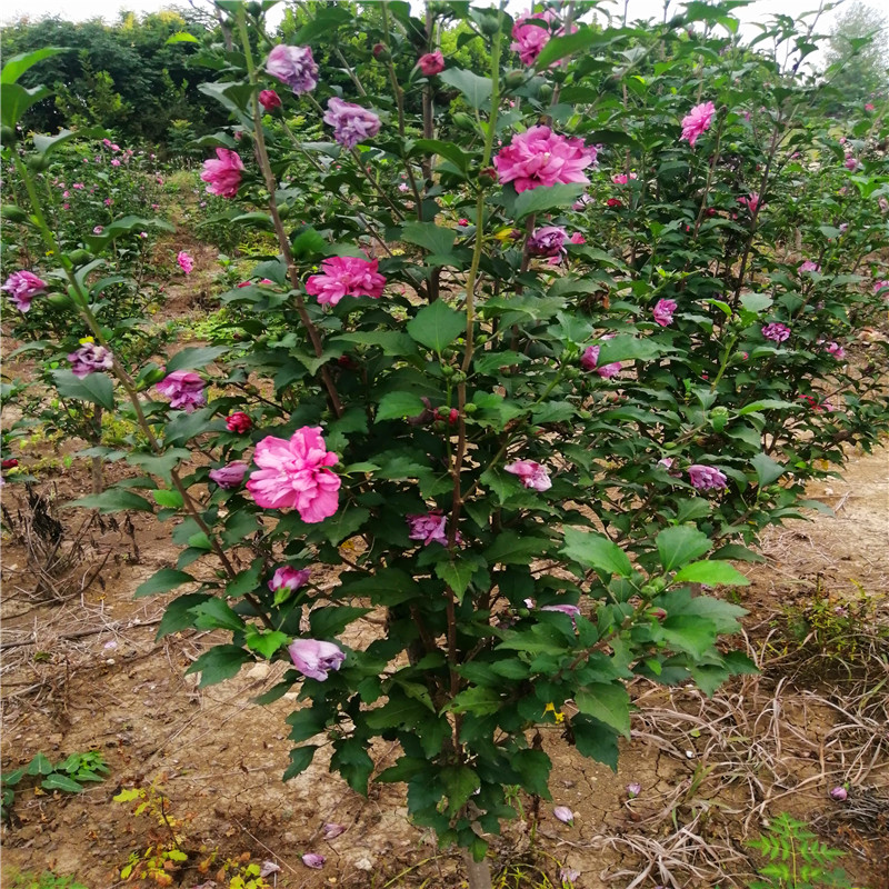 木槿花树苗花卉独杆地栽草本趣味容易带土 庭院阳台重瓣四季种植