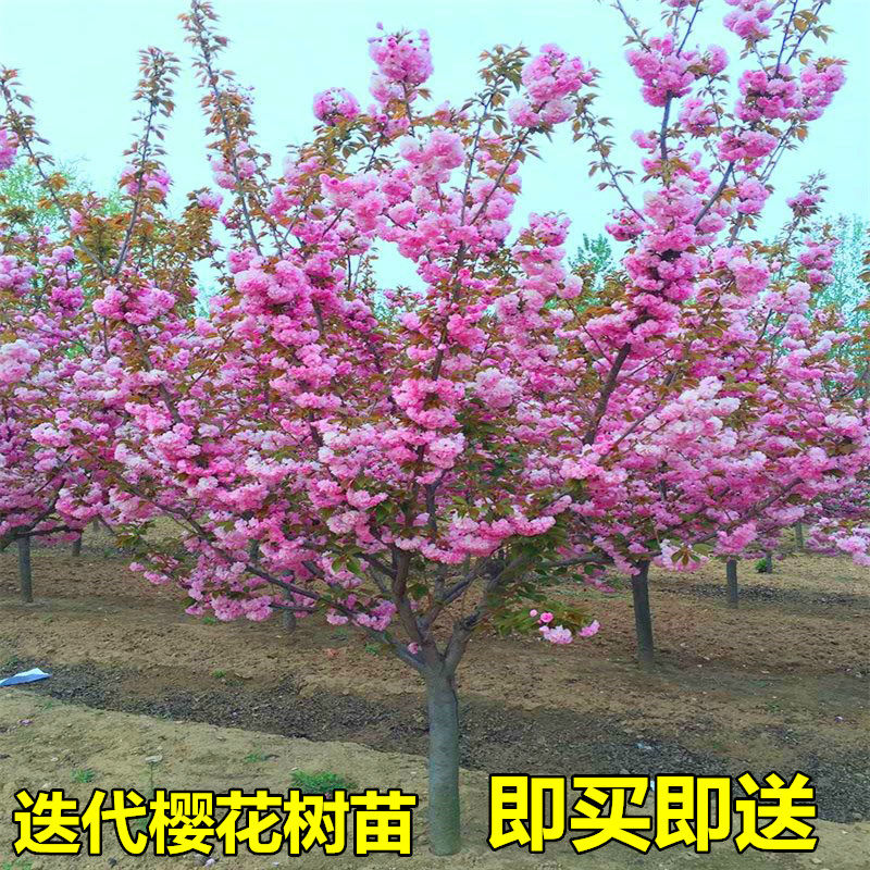 日本樱花树苗嫁接樱花小苗早樱晚