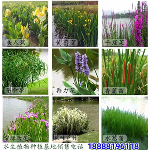 黄菖蒲水生植物美人蕉河道绿化黄花鸢尾苗旱伞草芦苇芦竹水培造景