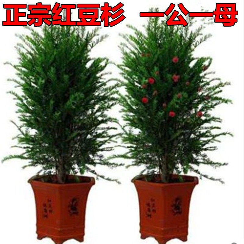 正宗南方红豆杉树苗带果曼地亚办