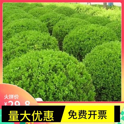 庭院绿篱植物造型树小叶黄杨树苗瓜子黄杨球盆景四季长青冬青树苗