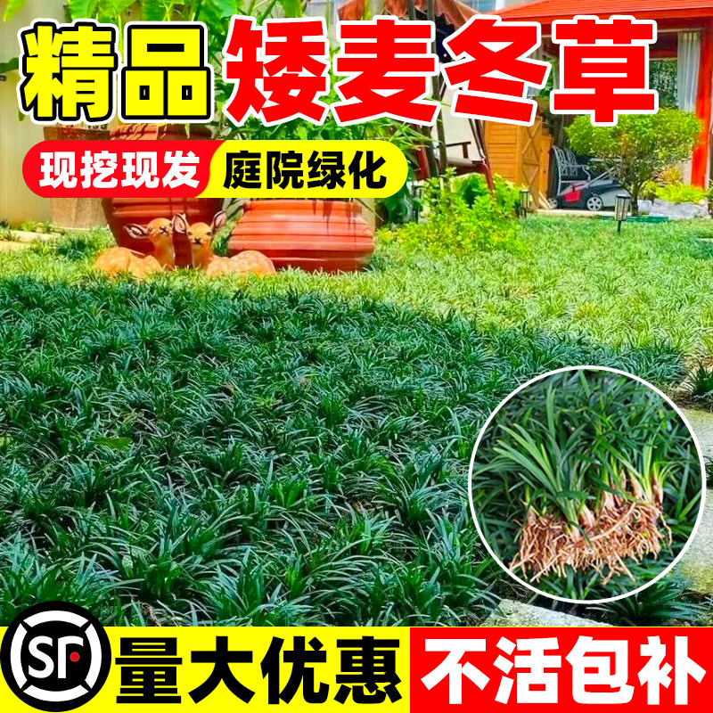 矮麦冬草皮日本玉龙草苗耐寒耐旱细叶中叶麦冬沿阶草庭院别墅绿化图片
