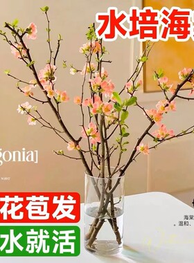 水培海棠花鲜切枝室内盆栽树苗客厅水养绿植物四季开鲜花卉白玉兰