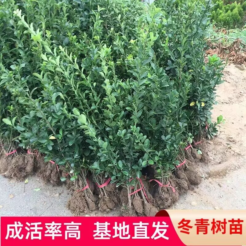 精品庭院绿化围墙围栏植物树苗丛生北海道黄杨冬青树苗大叶篱笆苗
