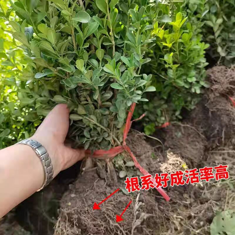 种地就活小叶黄杨苗四季常青绿化苗庭院别墅公园植物种植耐热耐寒