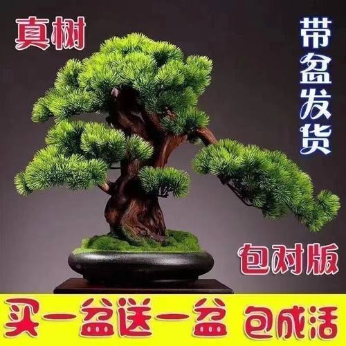 耐寒买一发二迎客松盆景室内外四季常青松树盆景地栽盆栽植物清仓