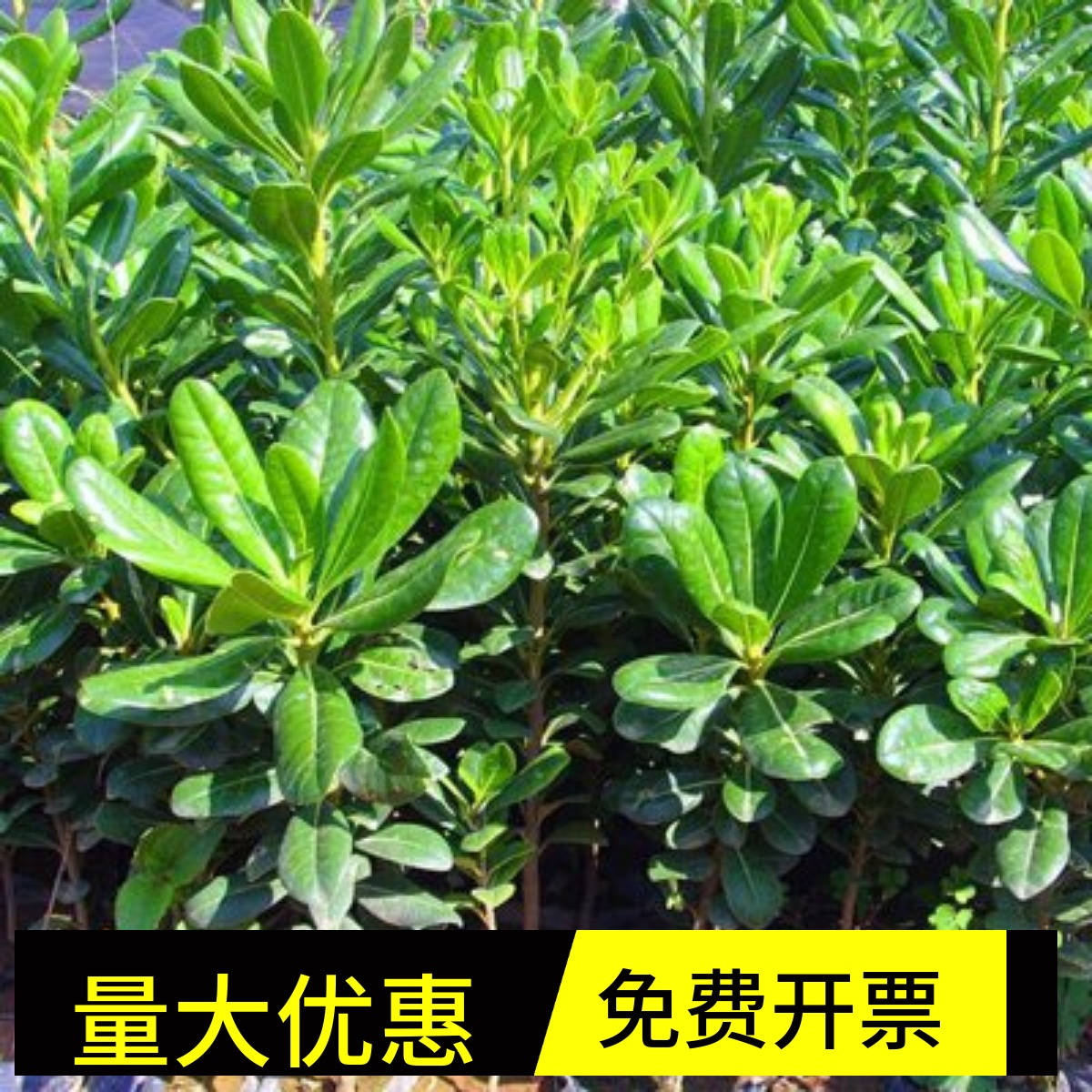 庭院绿化树苗海桐树四季常青气味芳香绿植物围墙绿篱笆围墙