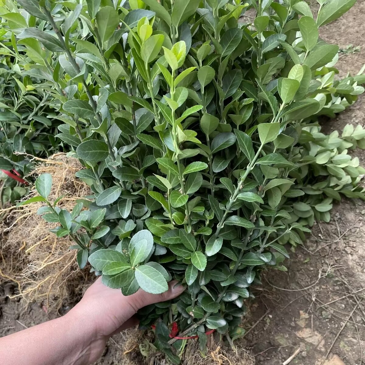 北海道黄杨篱笆绿色四季常青植物围墙大叶冬青树苗耐寒庭院绿篱