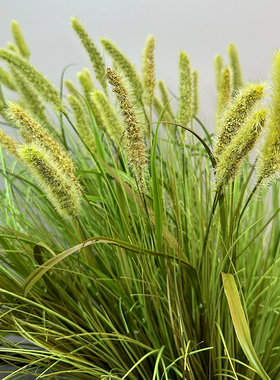 仿真花狗尾草把式芦苇干花北欧家居客厅装饰摆件室内仿真绿植造景