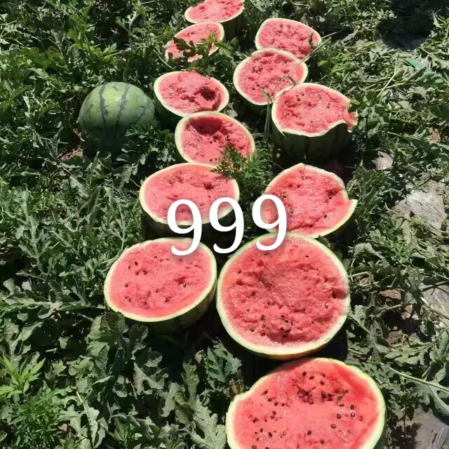 然龙999地雷类型西瓜种子约 1000粒/罐