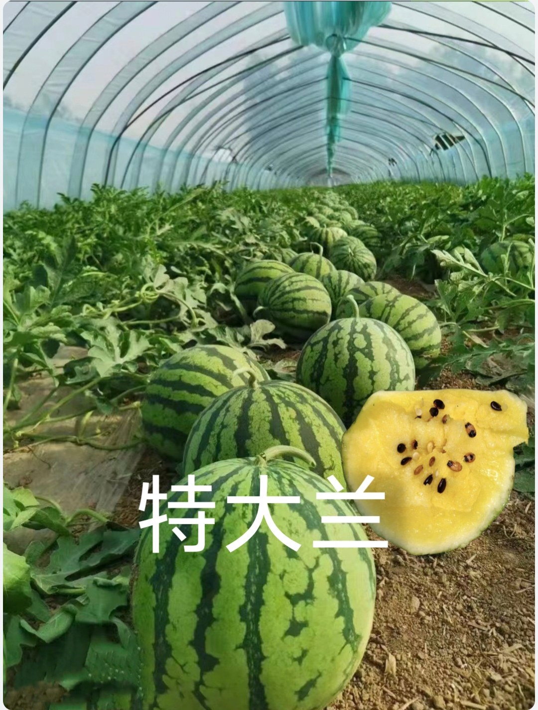 特大兰西瓜种子200粒/袋黄瓤