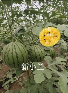 新小兰花皮黄肉黄瓤礼品小西瓜种子约200粒/袋