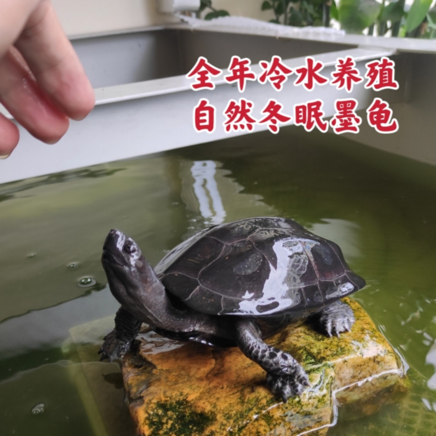 中华墨龟外塘成年本土草龟顶墨全黑大个乌龟公活体配种繁殖宠物