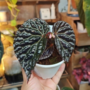 永夜秋海棠一物一拍 回声森林 小众稀有室内观叶植物