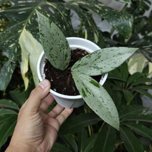 粉银鬼球兰一物一拍 回声森林 稀有室内观叶植物