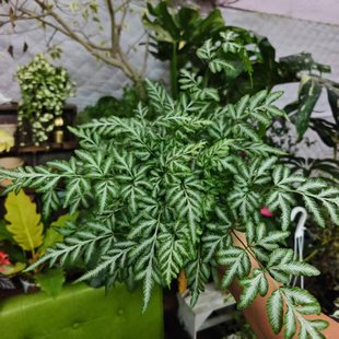 夏雪银线蕨一物一拍 ins风网红室内植物 回声森林