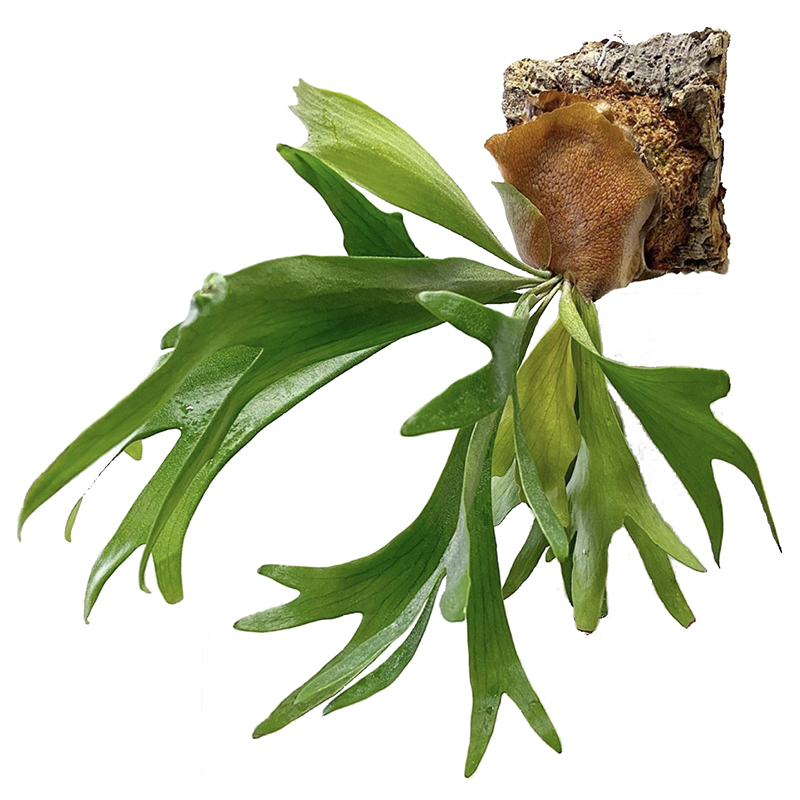 板植二岐鹿角蕨一物一拍 回声森林 ins网红室内稀有蕨类植物耐阴