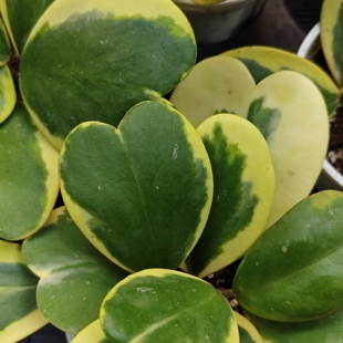 心叶外锦/内锦球兰一物一拍 回声森林 ins风网红室内植物