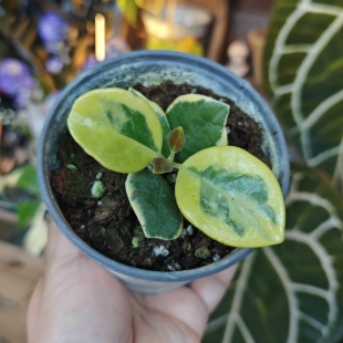 南方外锦球兰 回声森林 稀有小众室内观叶植物