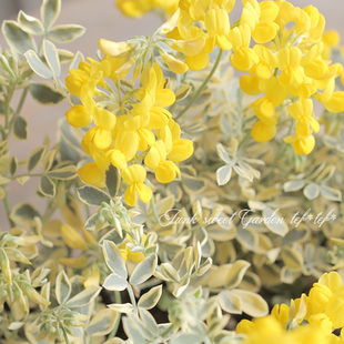 花叶小冠花‘瓦伦汀 回声森林 网红阳台绿植观花盆栽新手简单好养