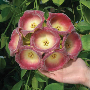 劳氏lauterbachii球兰一物一拍 回声森林 ins风网红室内植物