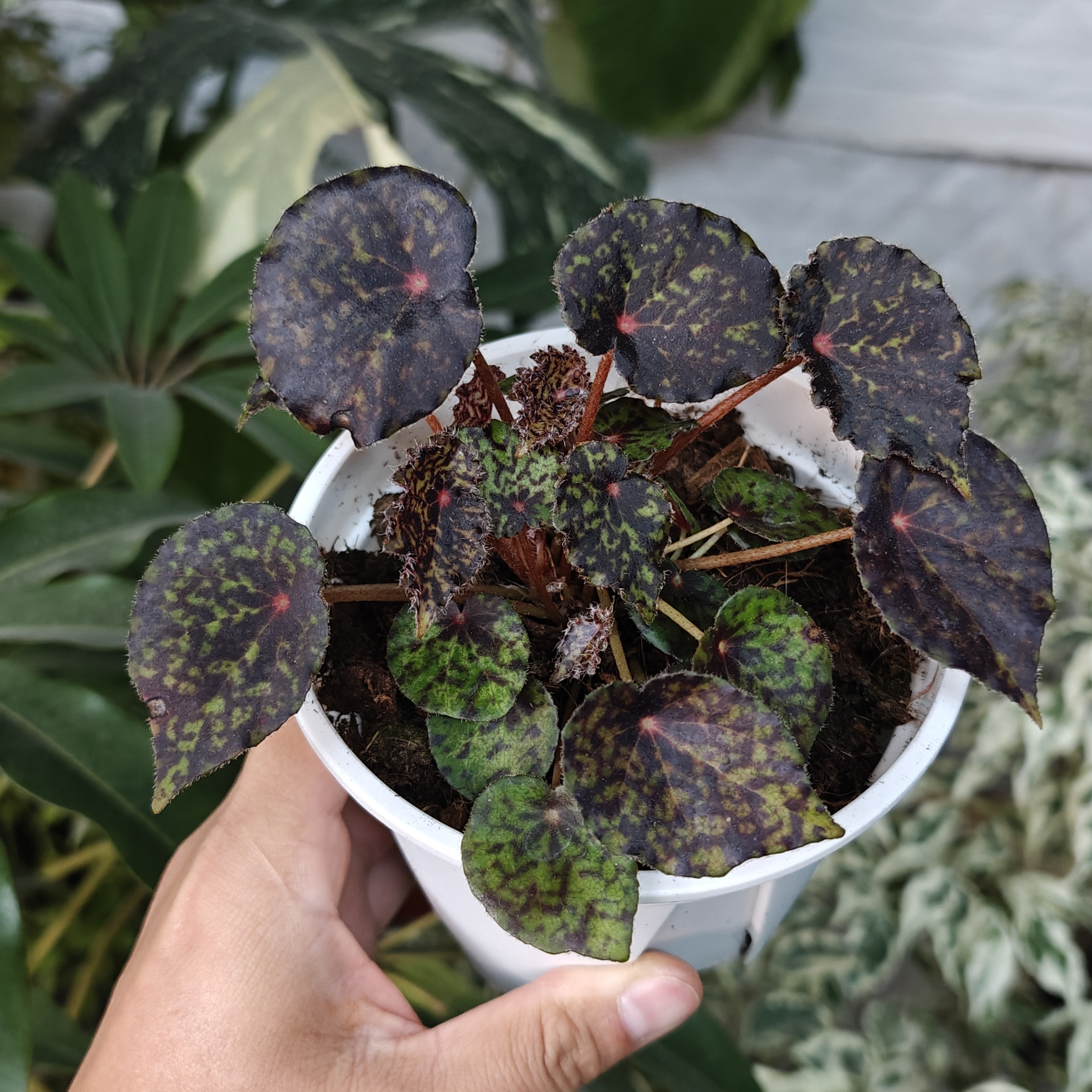 红色星球秋海棠一物一拍 回声森林 ins风网红室内观叶植物